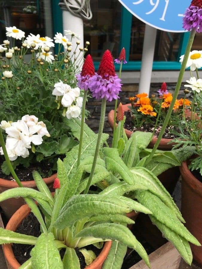 Primula 3