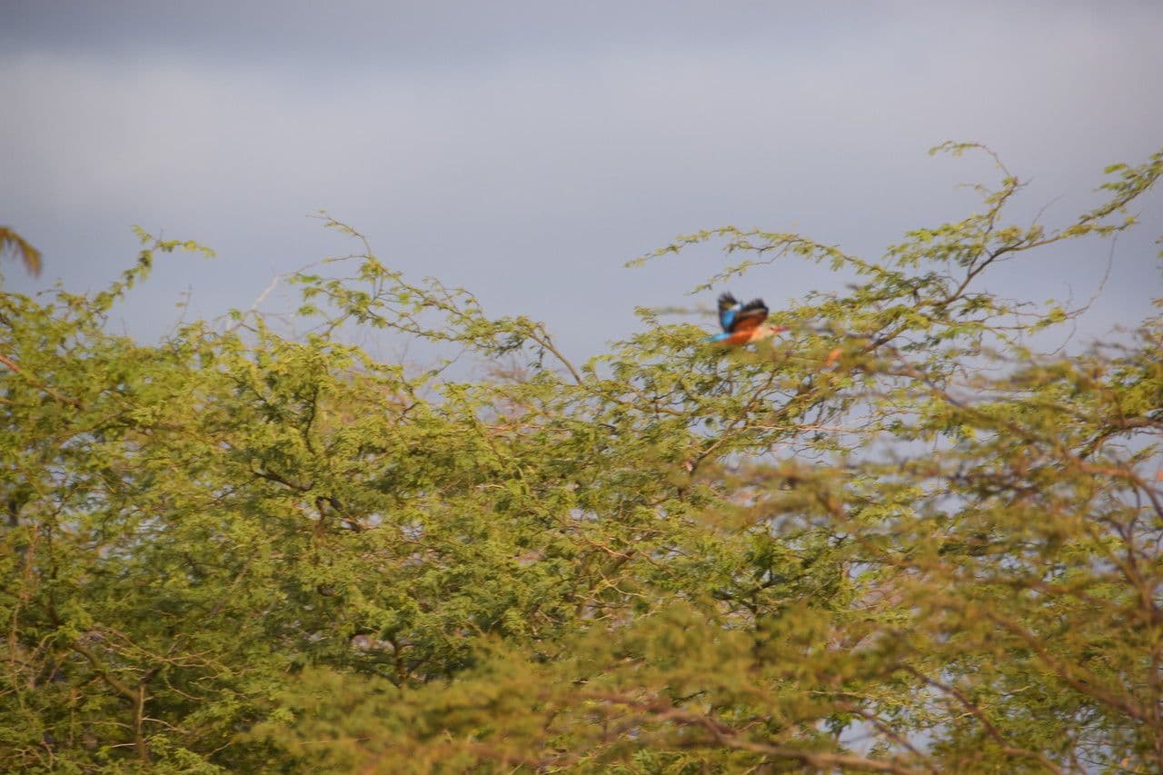 Prosopis 14