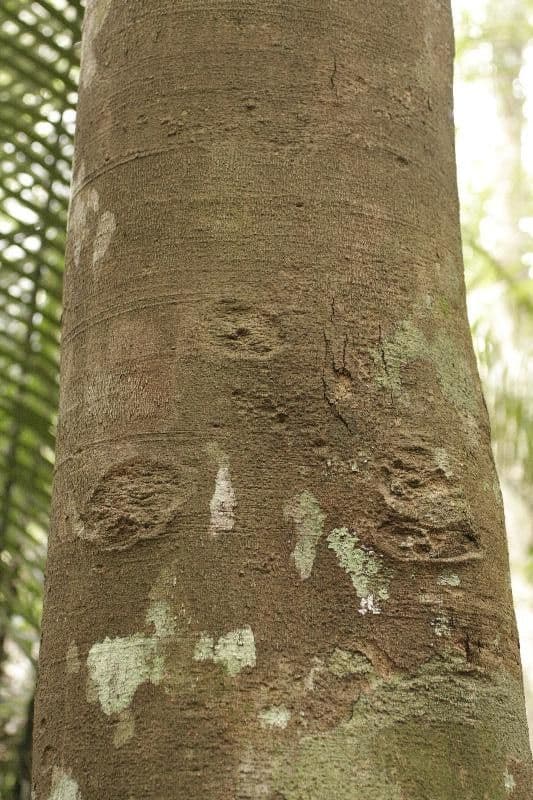 Trattinnickia