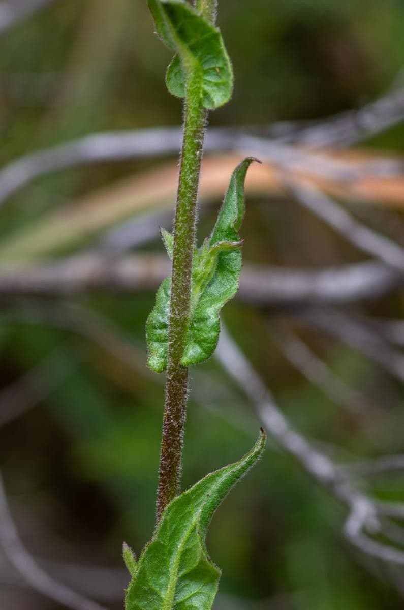 Pulicaria odora 19