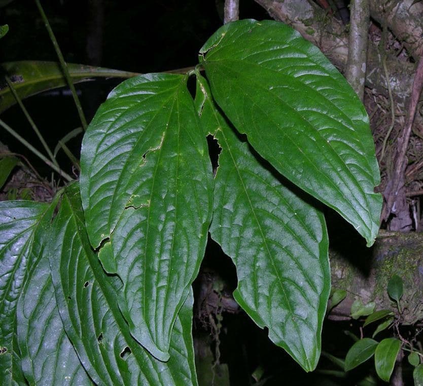 Aroidea 5