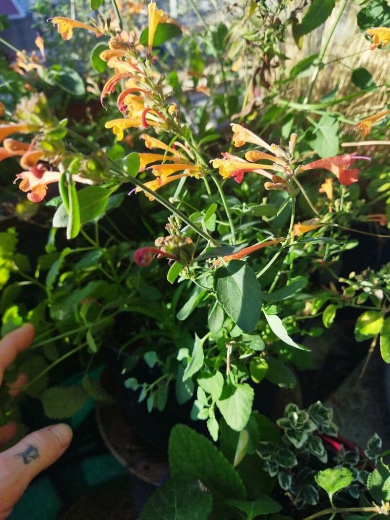 Agastache 6