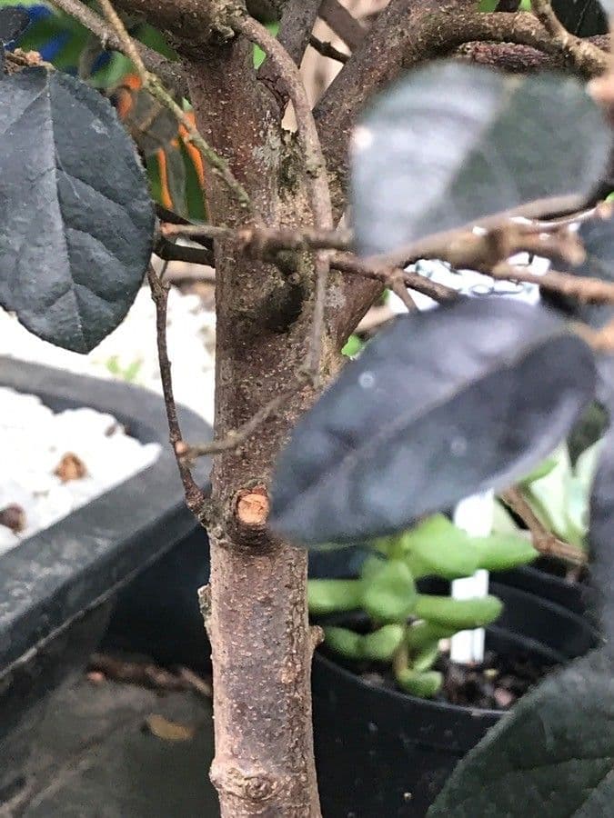 Loropetalum cinese 25
