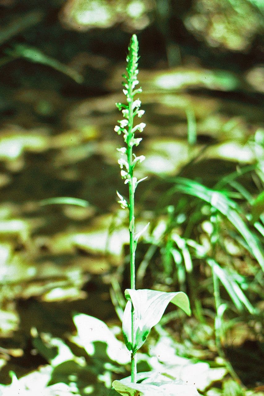 Platantera flava 4