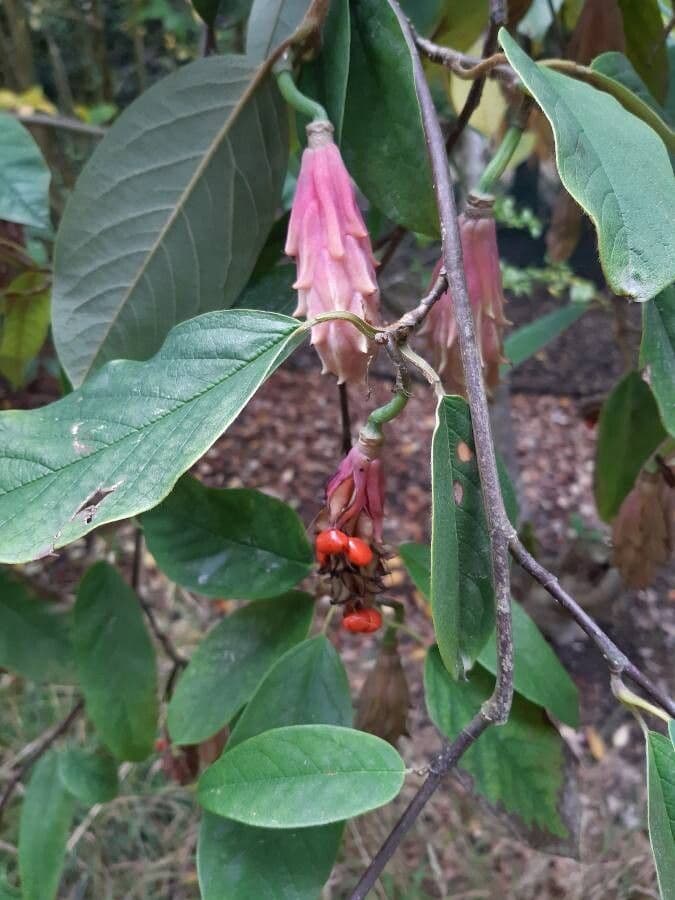 Magnolia 3