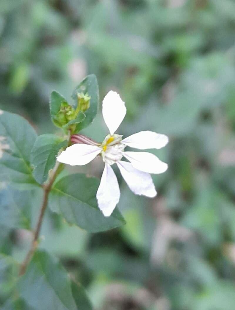 Cuphea