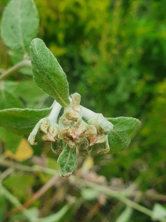 Schimpers Strohblume