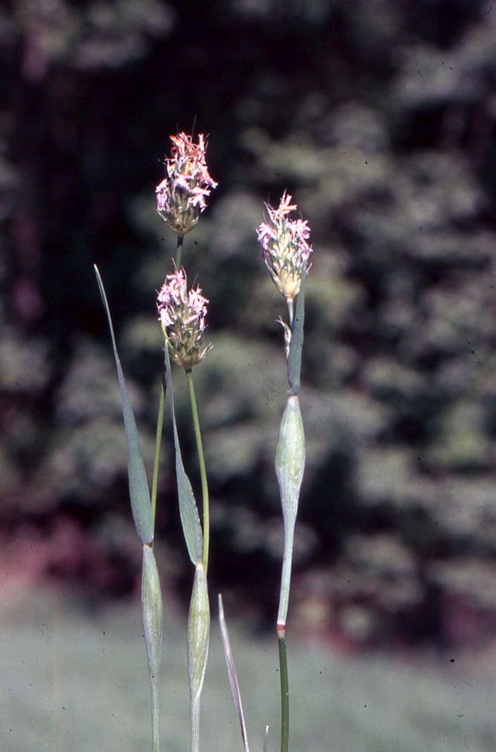 Rendle's meadow foxtail 14