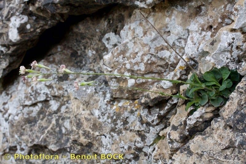 Silene longicilia 5