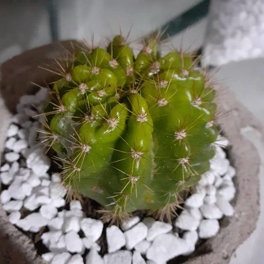 Echinopsis 7