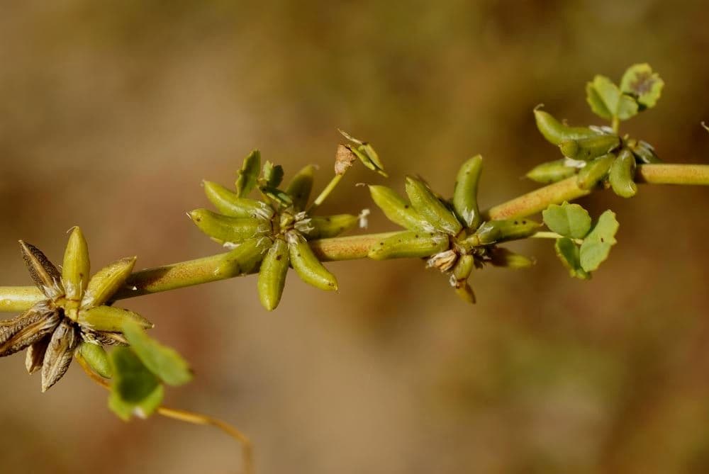 Trigonella
