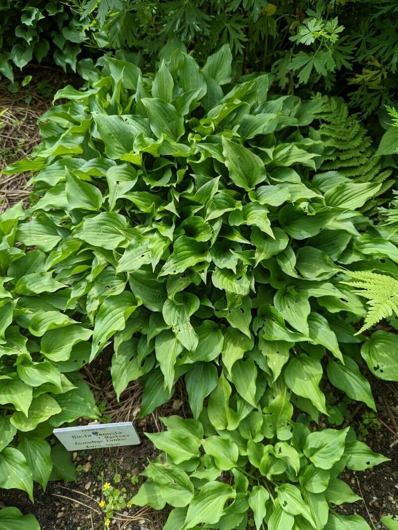 Hosta 3