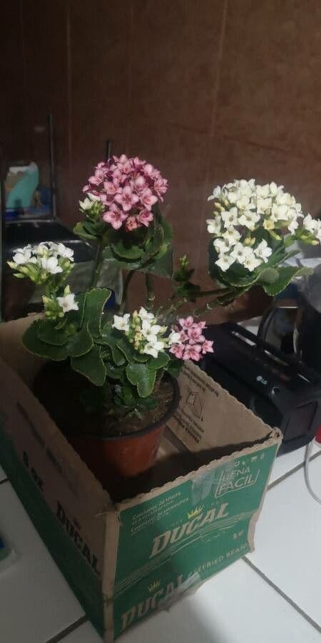 Kalanchoe 7