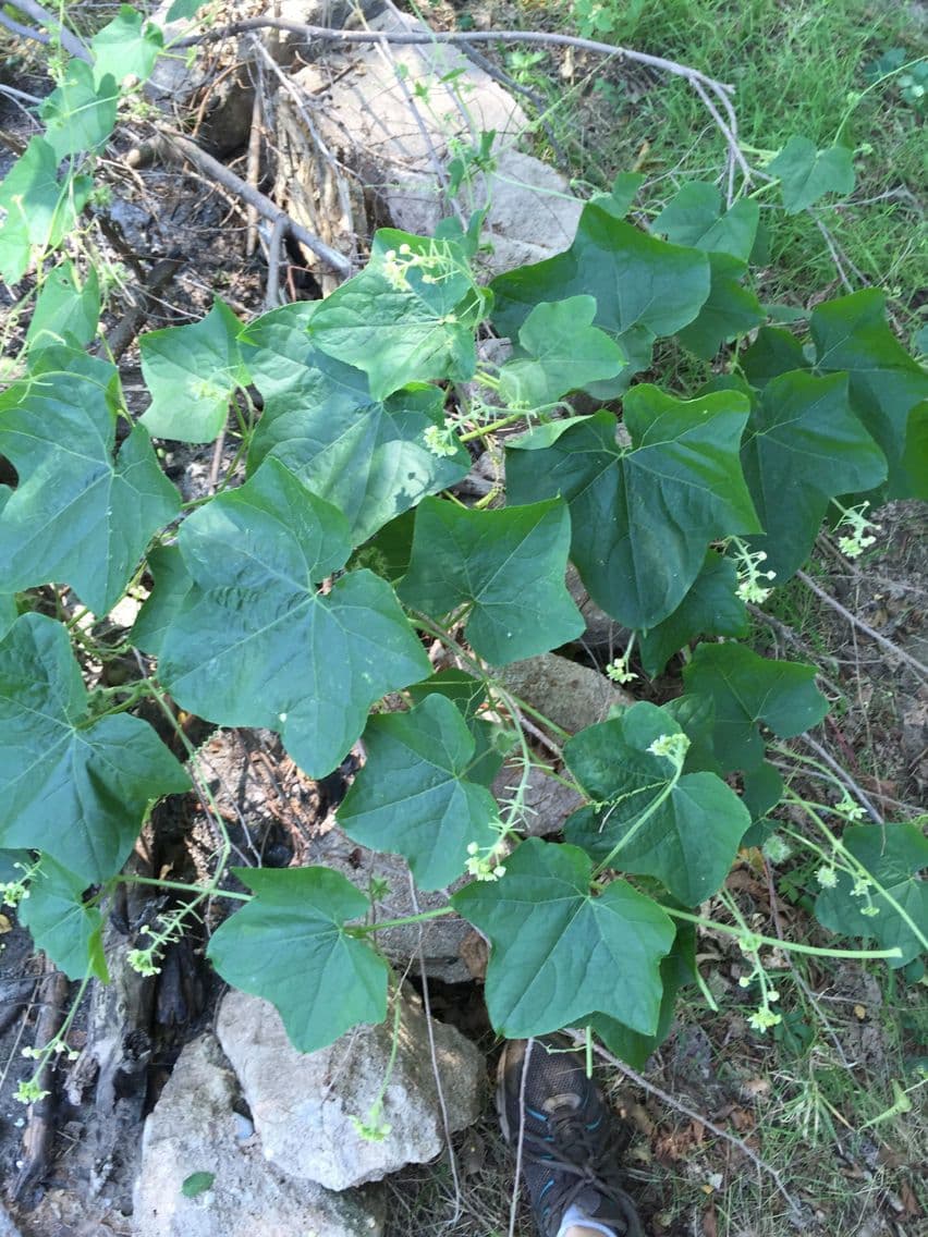 Sicyos angolato 11