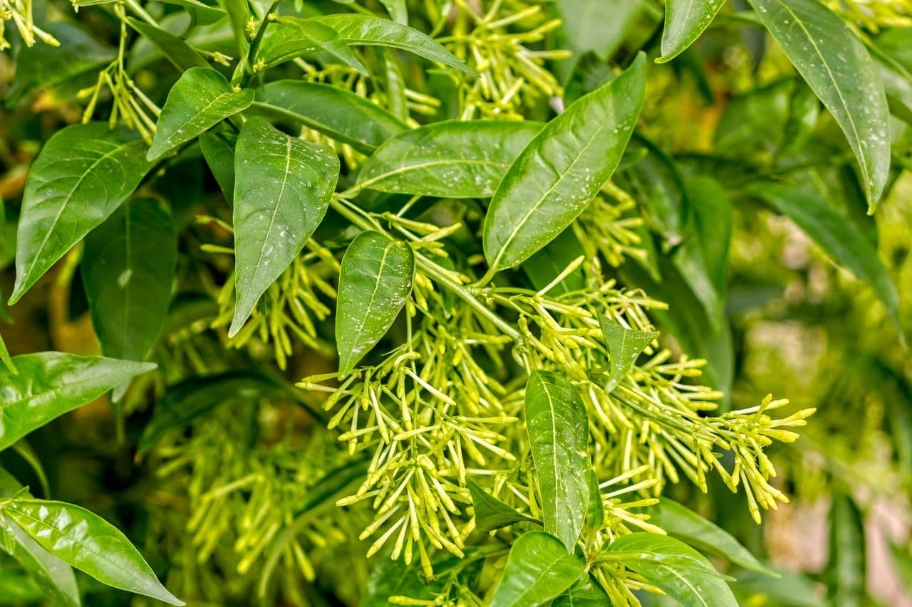 Cestrum nocturno 24