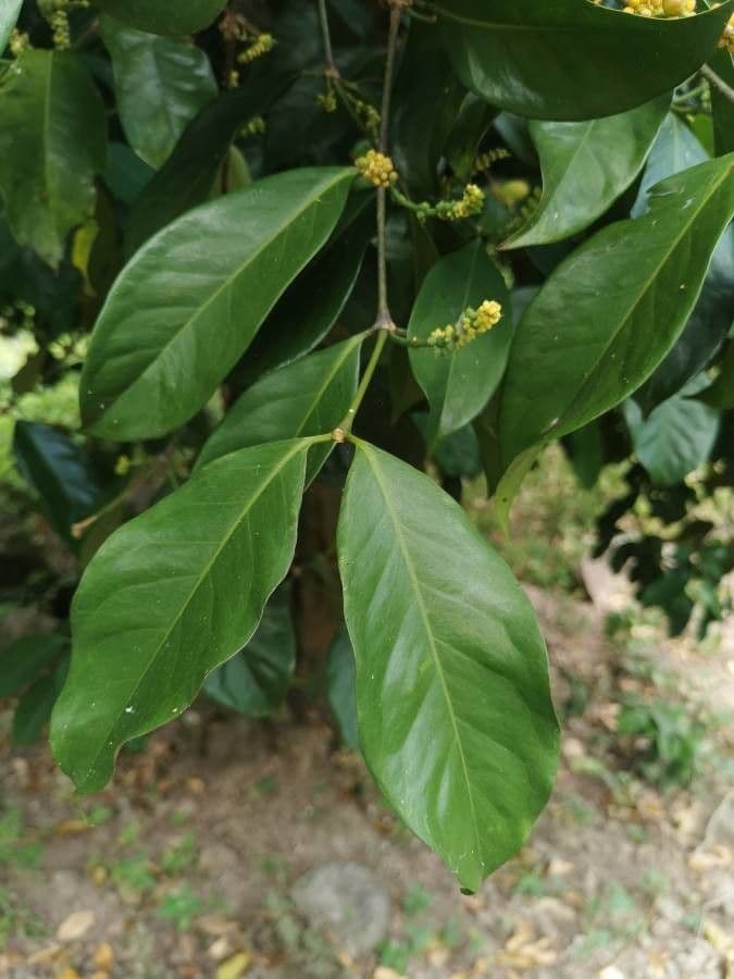 Gnetum gnemon 19