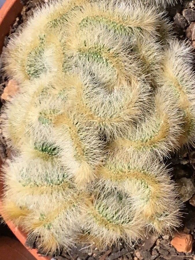 Woolly Torch 12