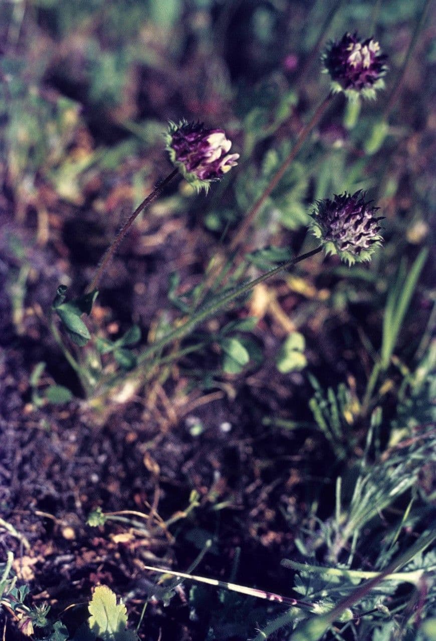 Trifoglio 8