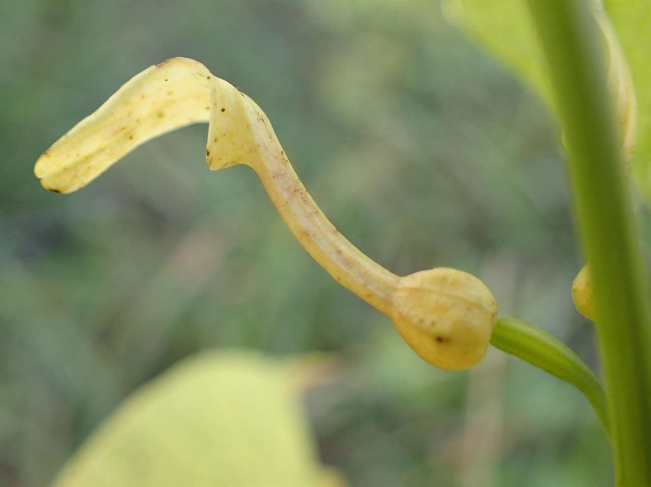 Osterluzei