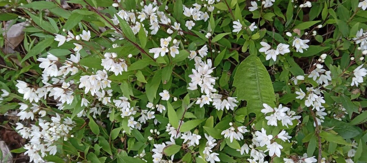 Deutzia 8