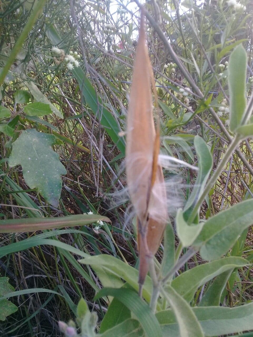Oxypetalum
