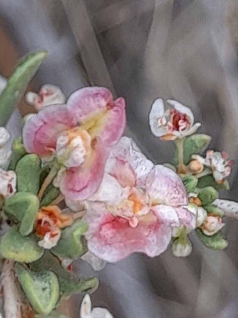Pteropyrum 2