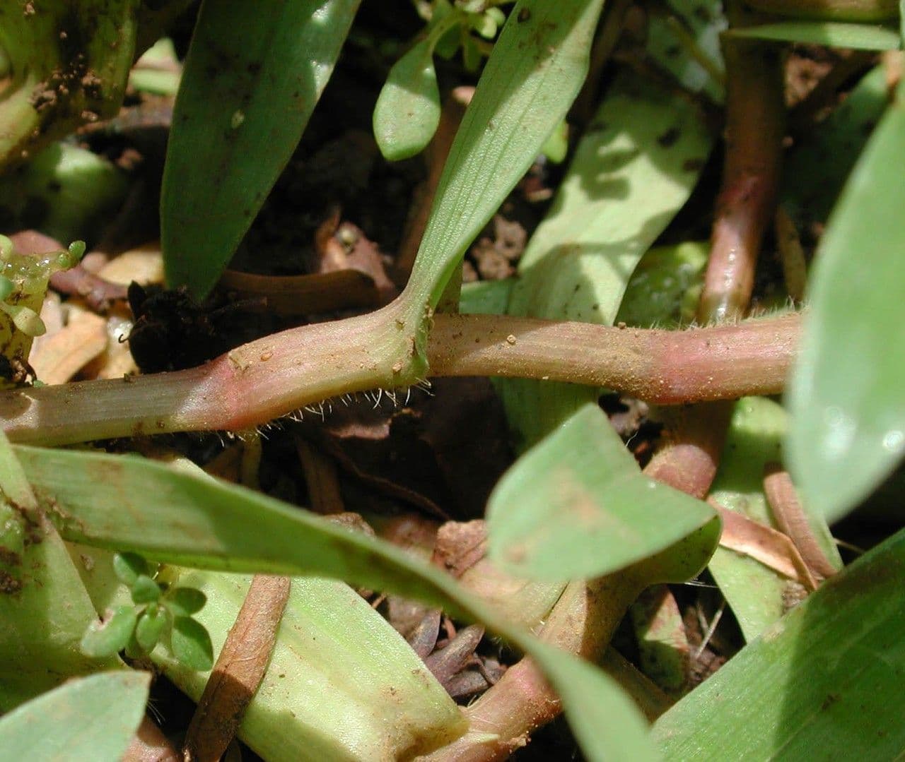 Murdannia nudiflora 18