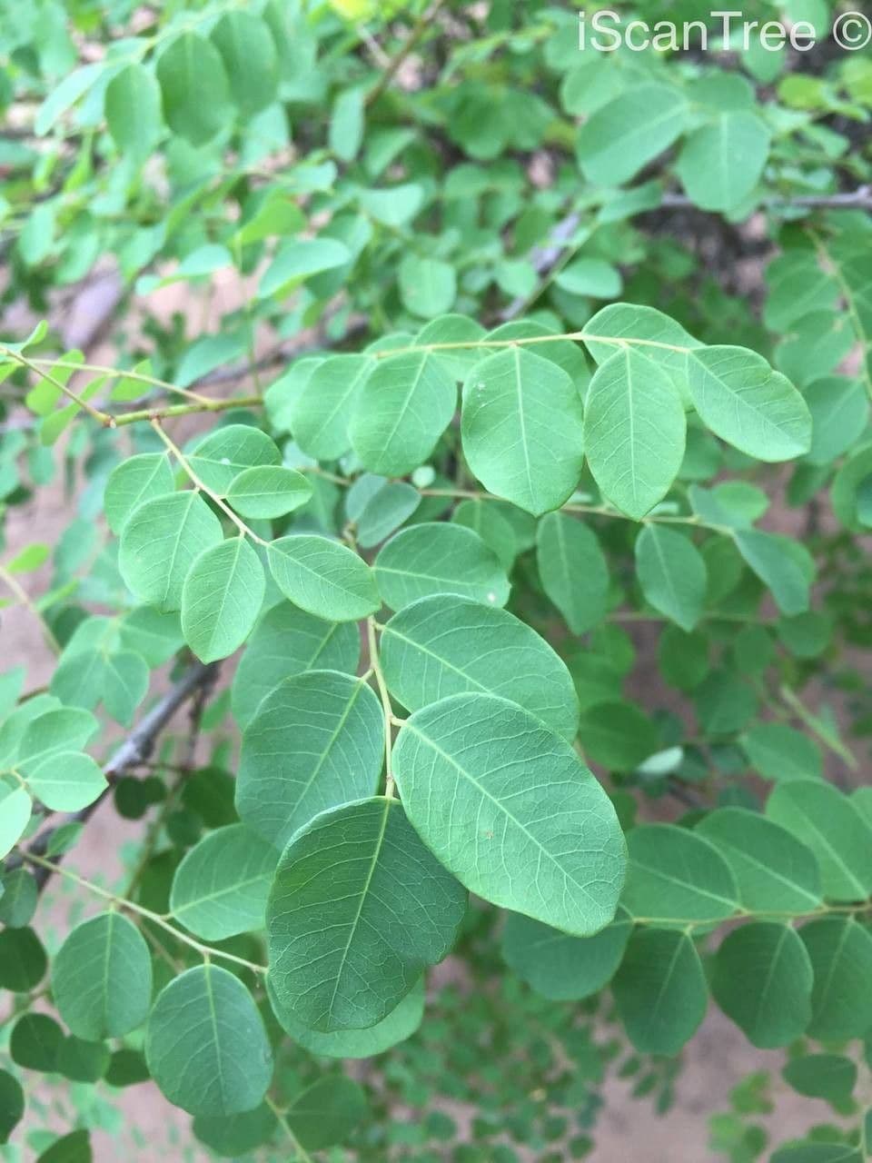 Flueggea 15