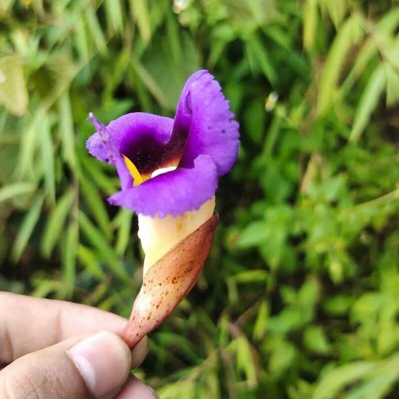 Aeginetia indická 4