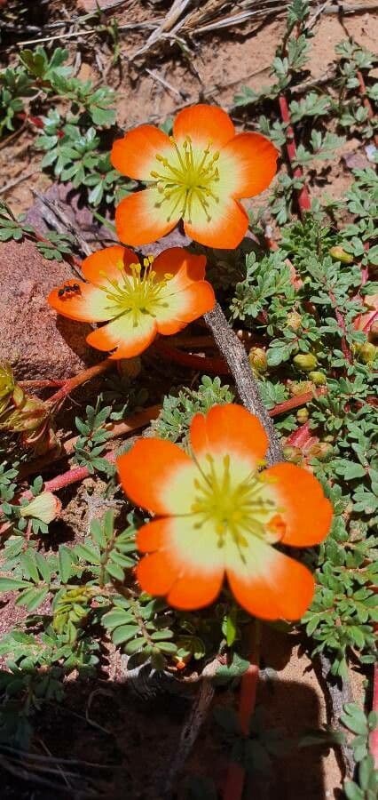 Hypseocharis 3