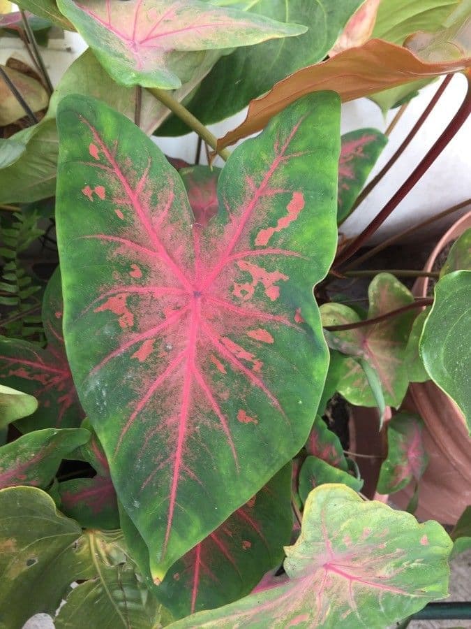 Caladium 14