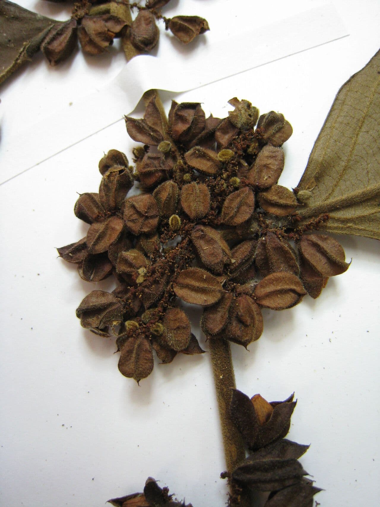 Lacistema grandifolium 12
