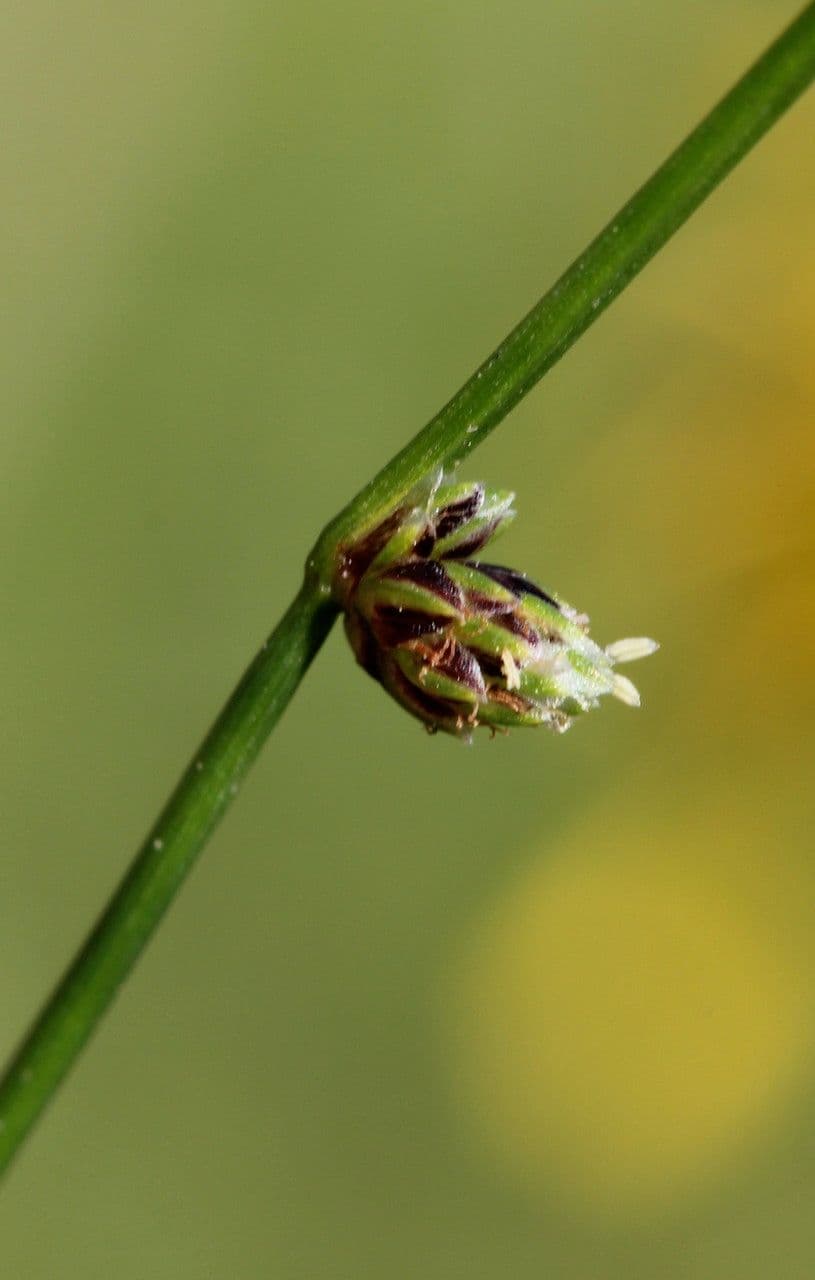 Schoenoplectus setaceus 7