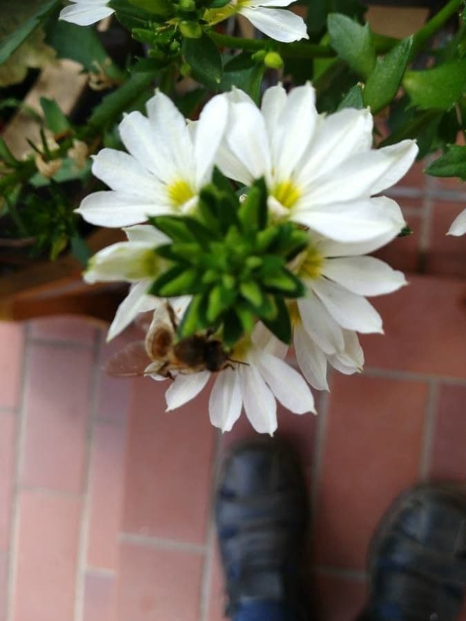 Graues Melampodium