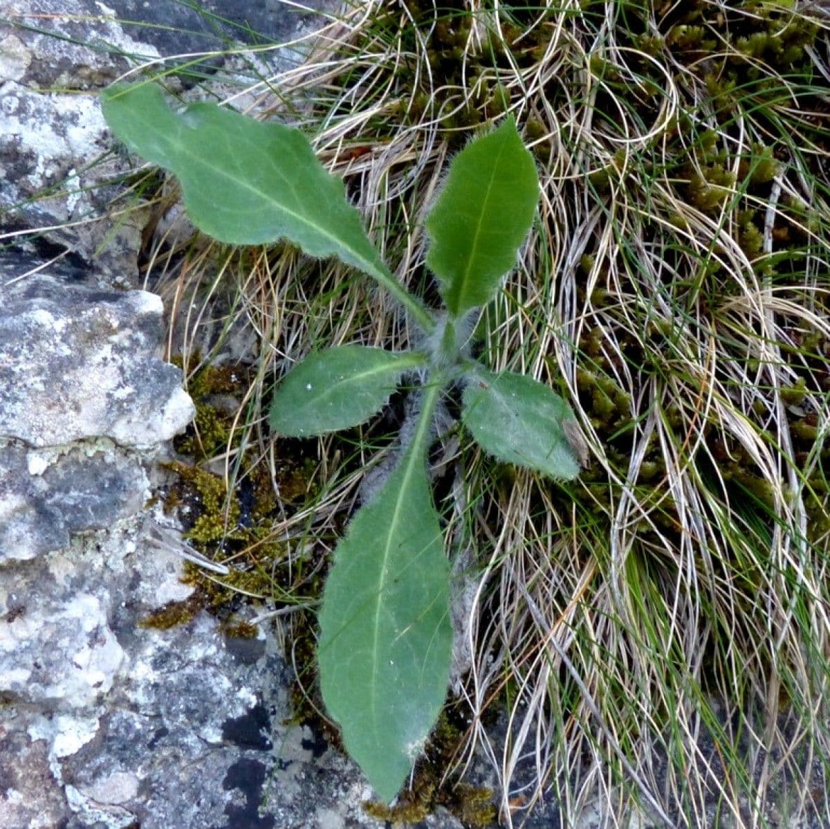 Hieracium 12