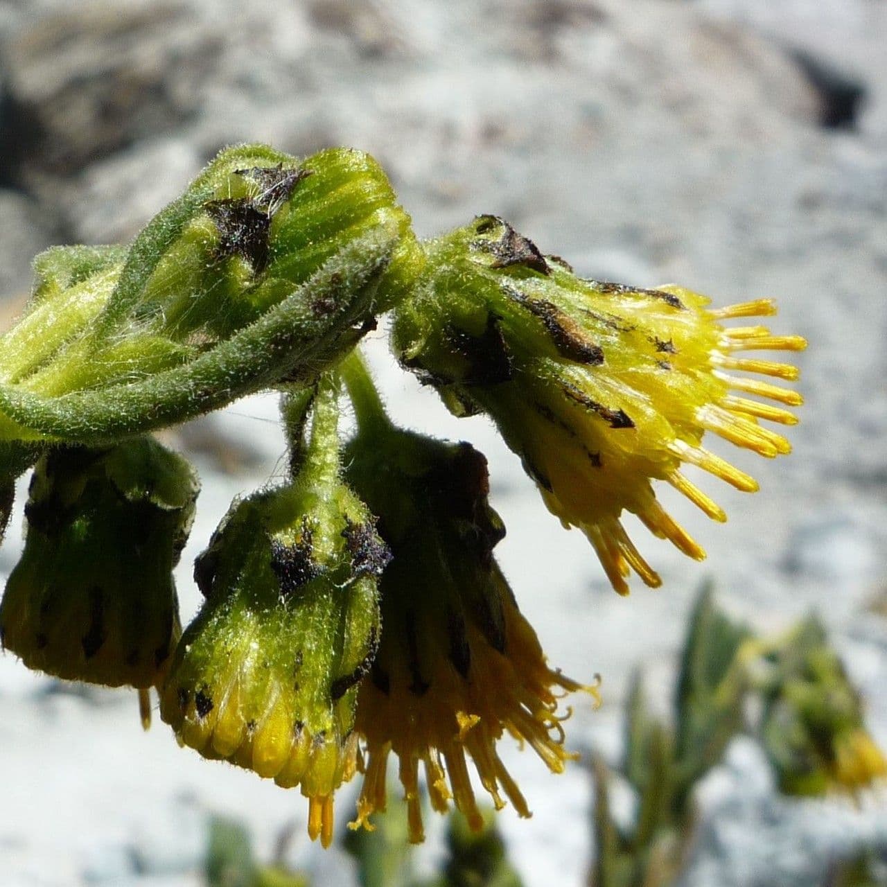 Senecio 3
