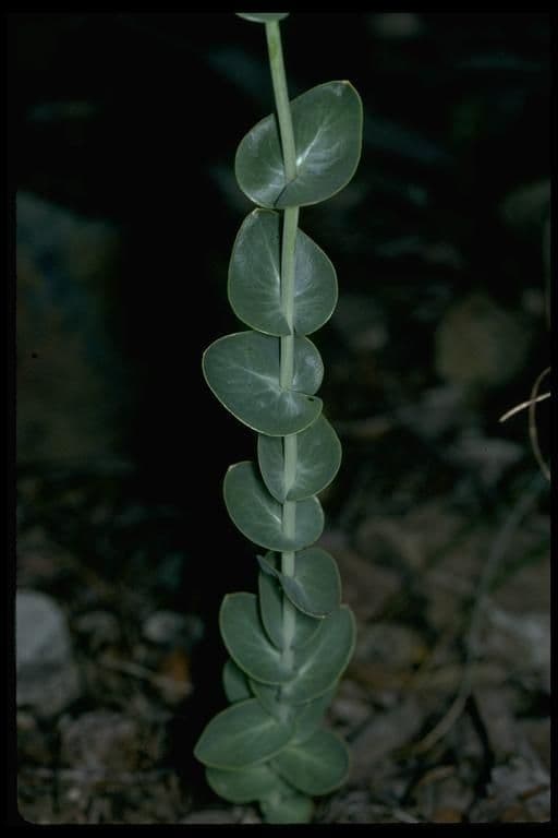 Streptanthus 7