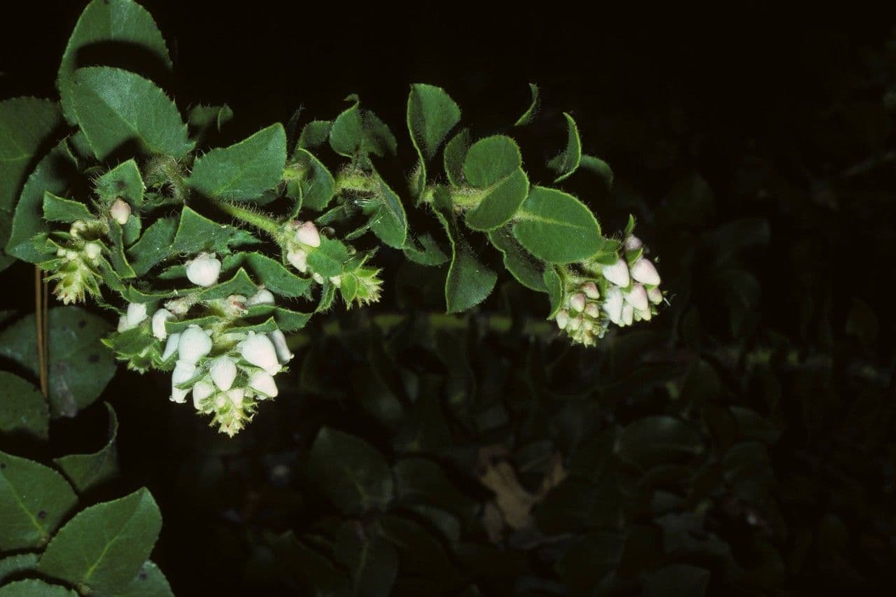 Arctostaphylos