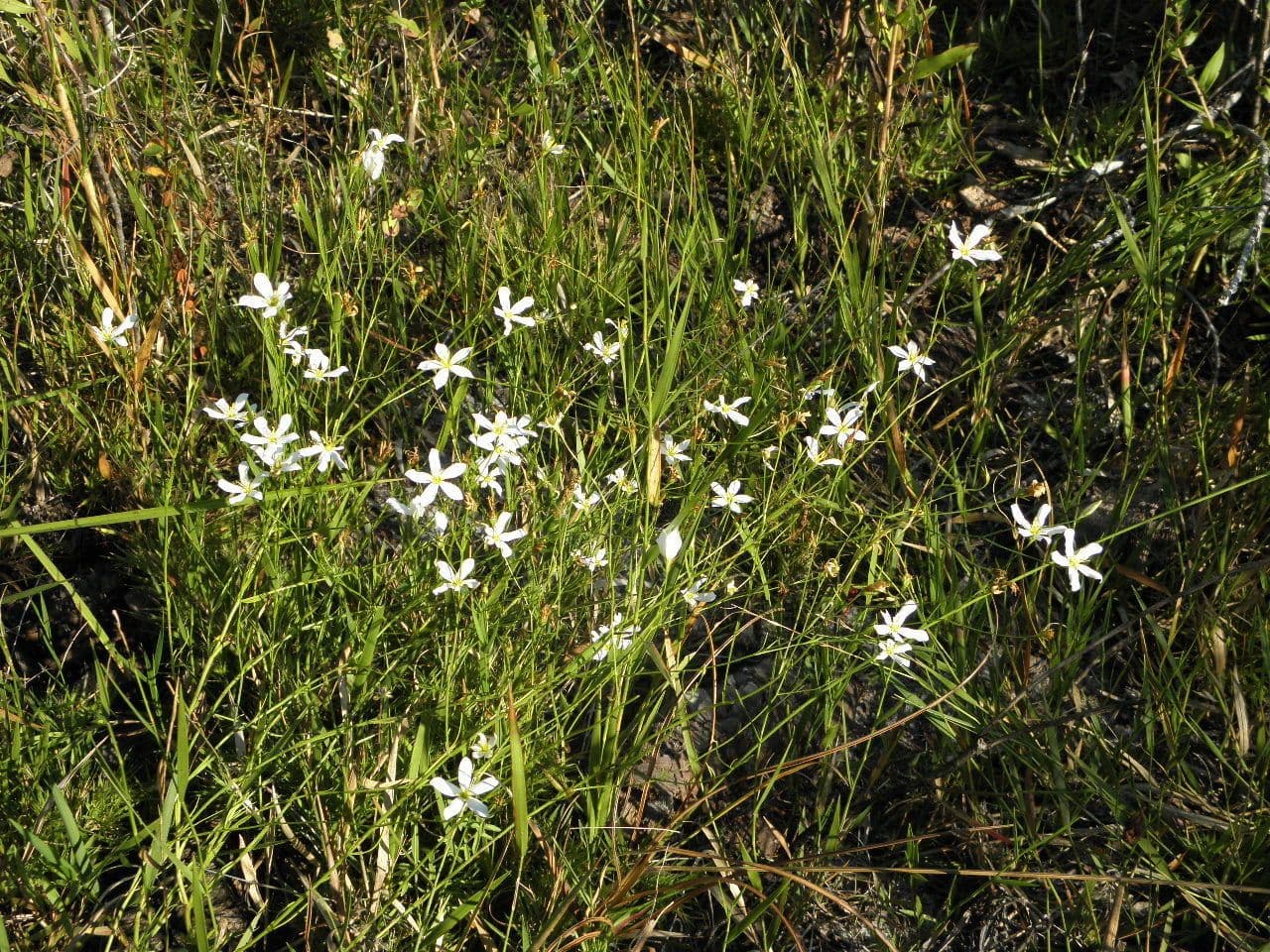 Sabatia brevifolia 7