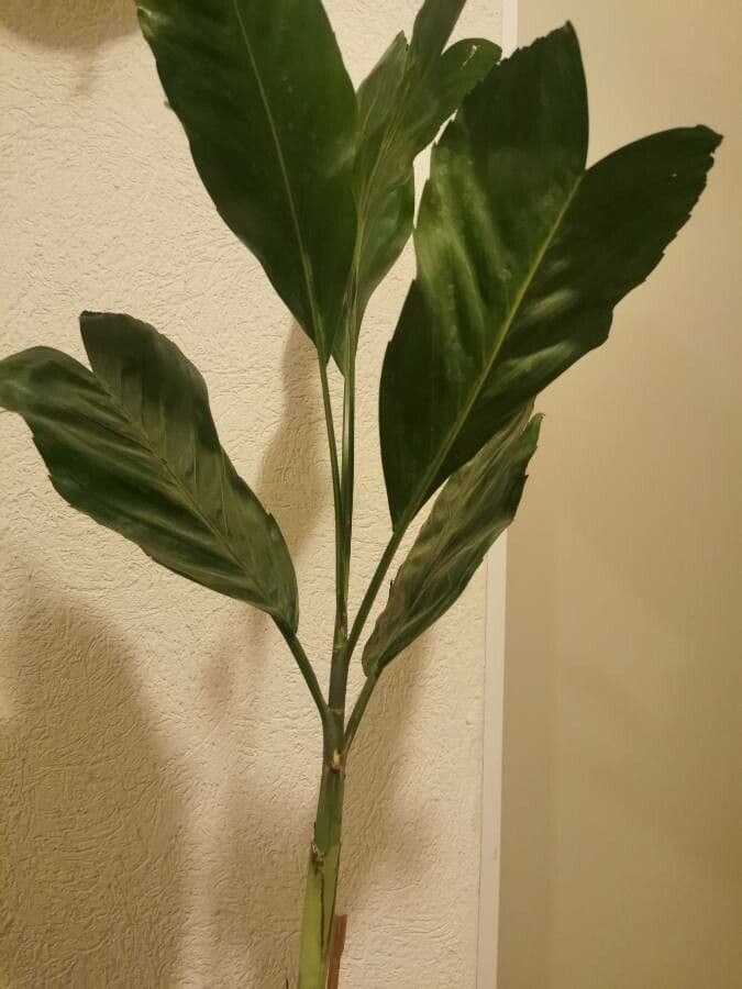 Chamaedorea 6