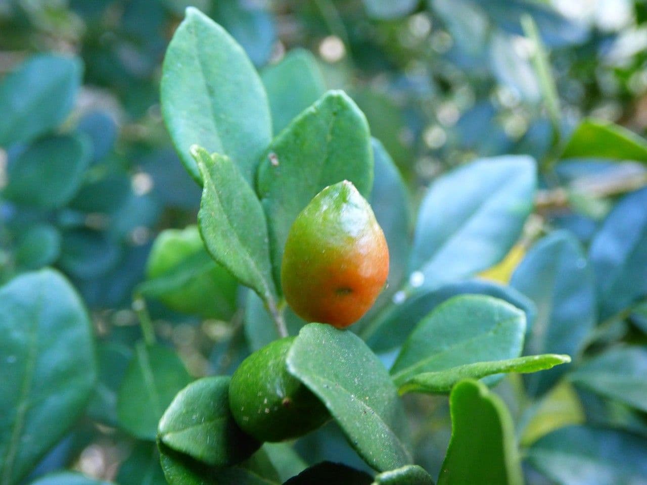 Murraya 3