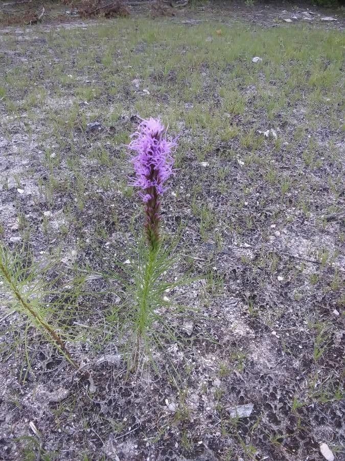 Liatris punctata 11