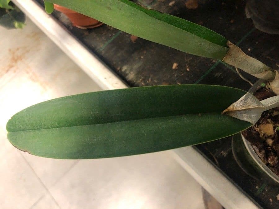 Rhyncholaelia 8
