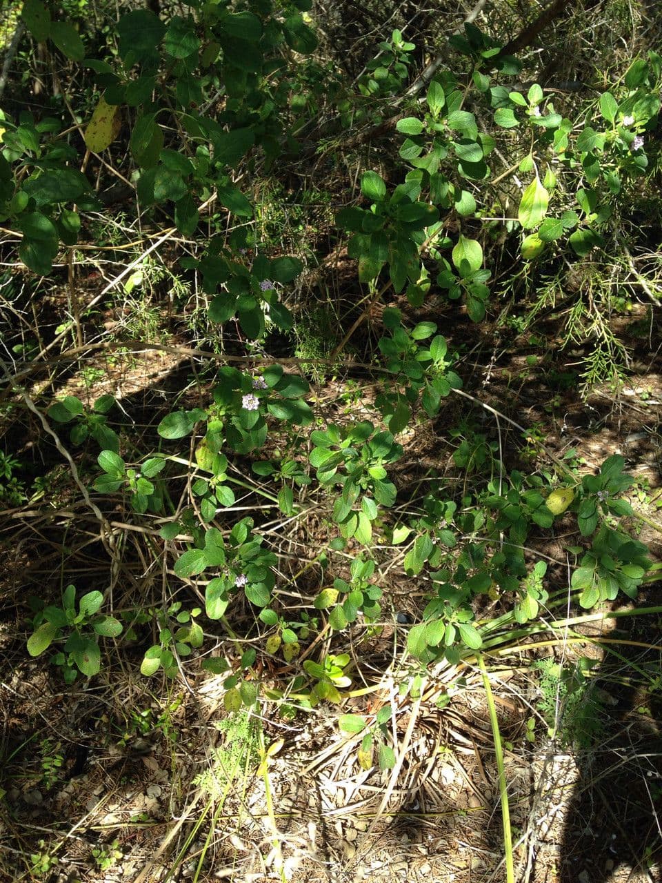 Lantana 9
