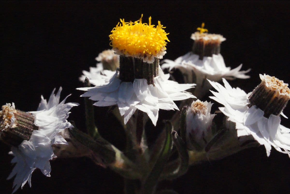 Waitzia profumata