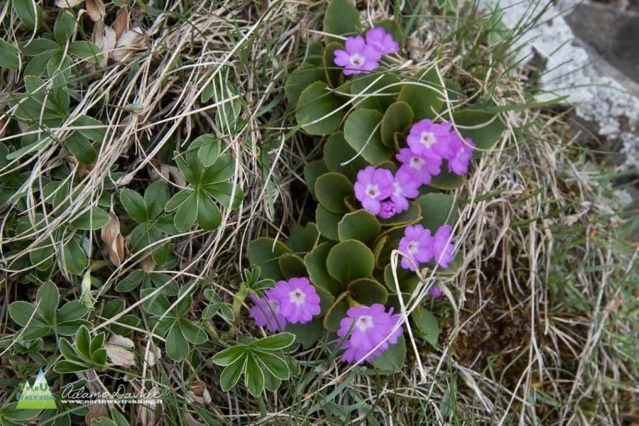 Primula degli Appennini