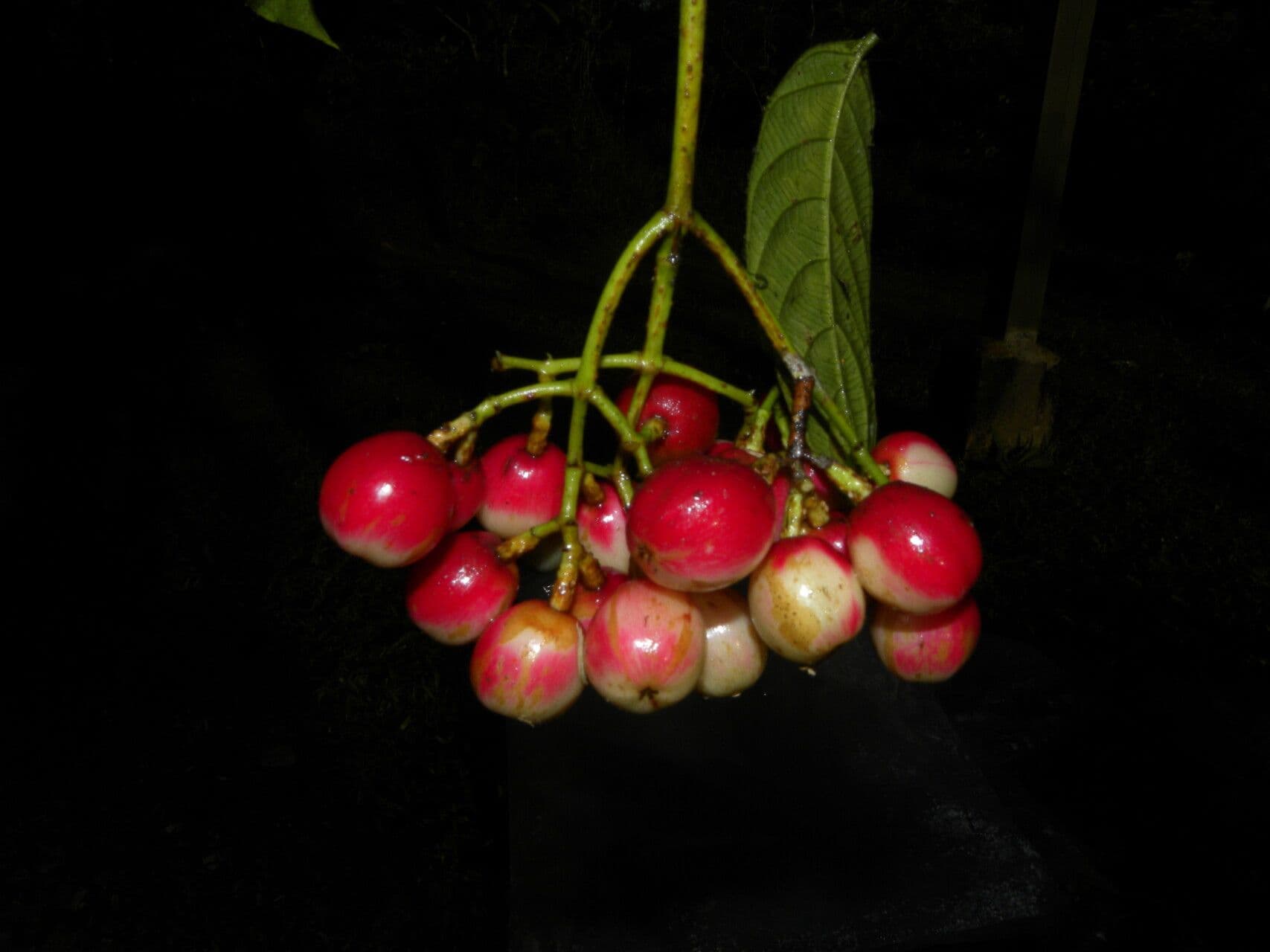 Chrysochlamys glauca 3