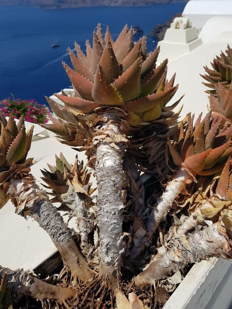 Kurzblättrige Aloe 9