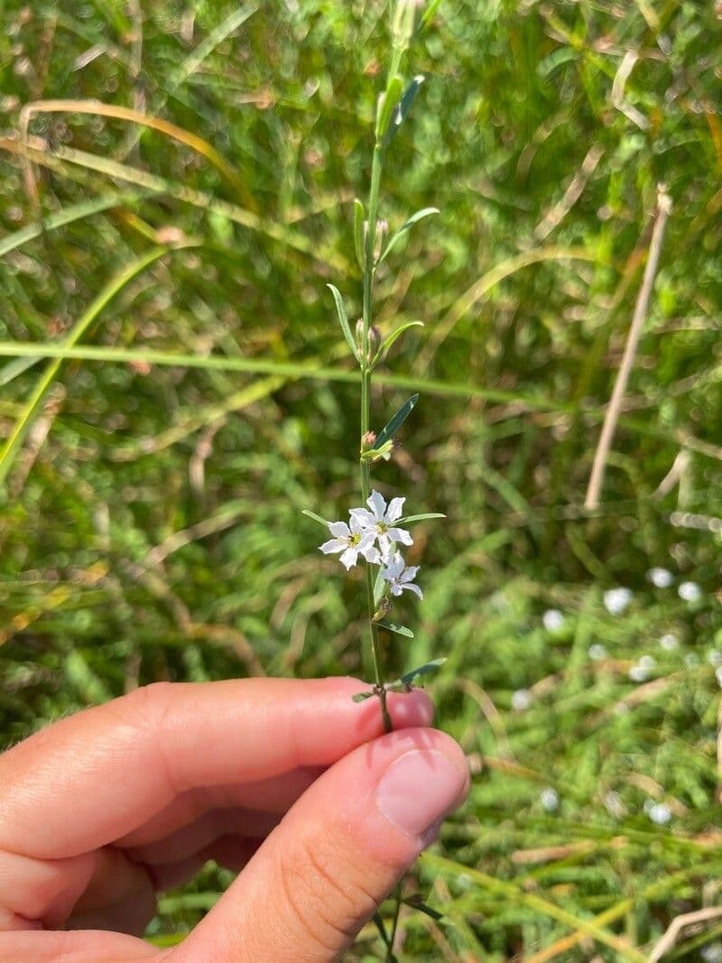 Salcerella lineare 2