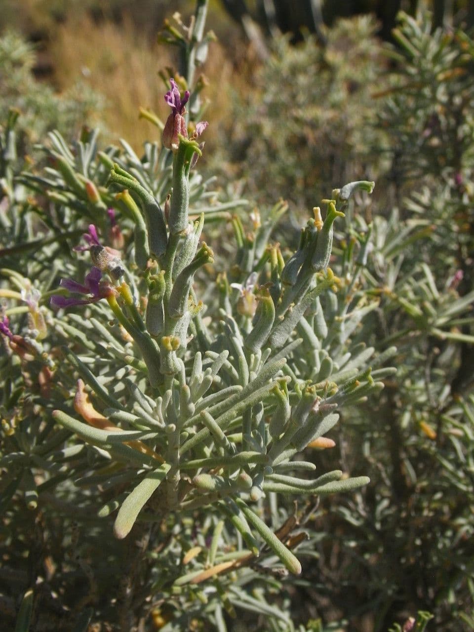 Parolinia 5